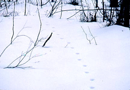 Red Fox Tracks