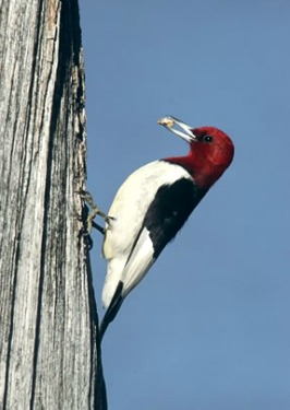 Red-headed Woodpecker