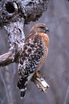 Red-shouldered Hawk