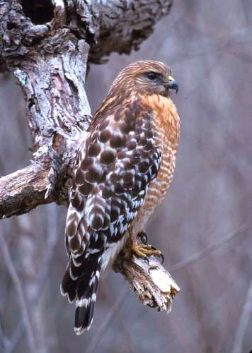 Red-shouldered Hawk