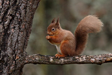 American Red Squirrel