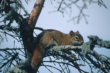 American Red Squirrel