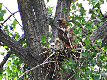 Red-tailed Hawk at Nest with Chicks