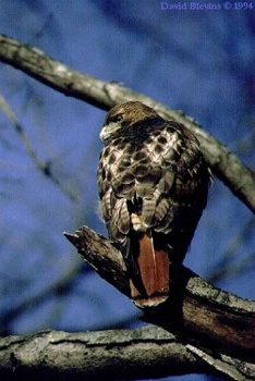 Red-tailed Hawk