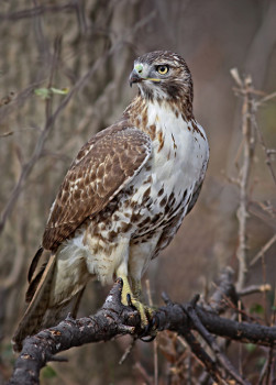 Red-tailed Hawk - Photos, facts, and identification tips