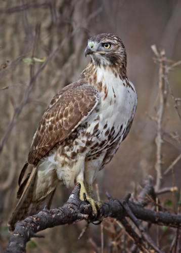 Red-tailed Hawk