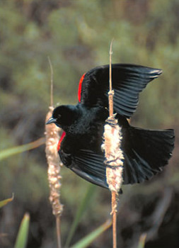 Red-winged Blackbird