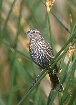 Female Red-winged Blackbird