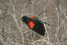 Red-winged Blackbird