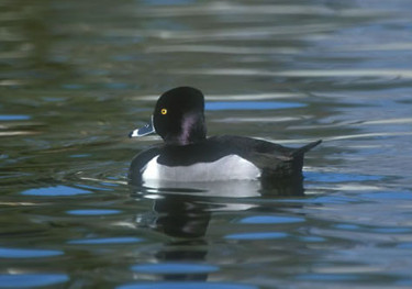 Male Ring-necked Duck