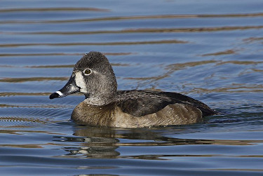 Female Ring-necked Duck 