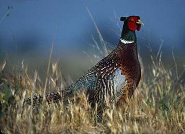 Ring-necked Pheasant