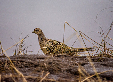 Female Ring-necked Pheasant