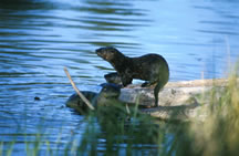 River Otter