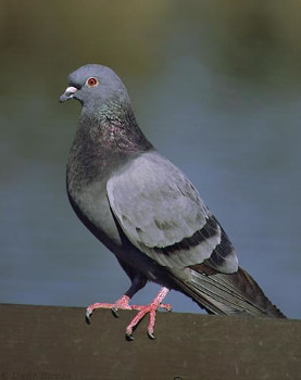 Rock Pigeon