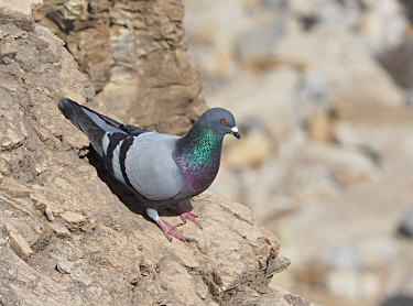 Rock Pigeon