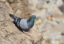 Rock Dove