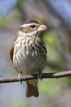 Female Rose-breasted Grosbeak