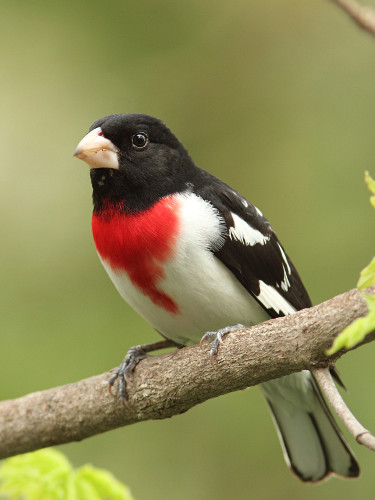 Male Rose-breasted Grosbeak