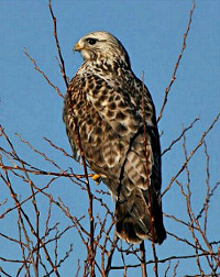 Rough-legged Hawk