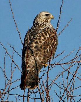 Rough-legged Hawk 