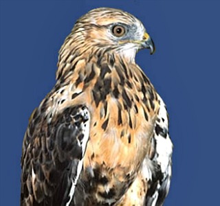 Rough-legged Hawk
