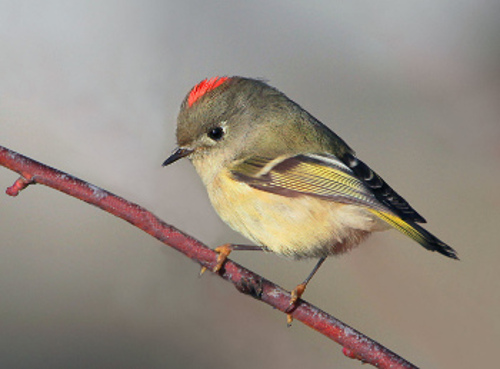 Ruby-crowned Kinglet