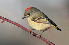 Ruby-crowned Kinglet