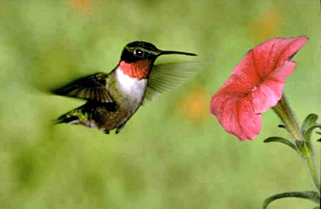 Ruby-throated Hummingbird