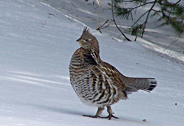 Ruffed Grouse 