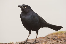 
Rusty Blackbird