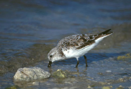 Sanderling