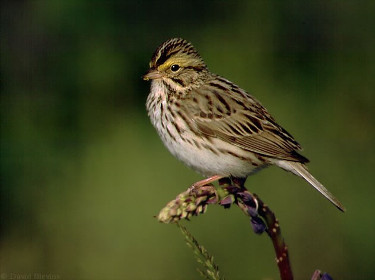 Savannah Sparrow 