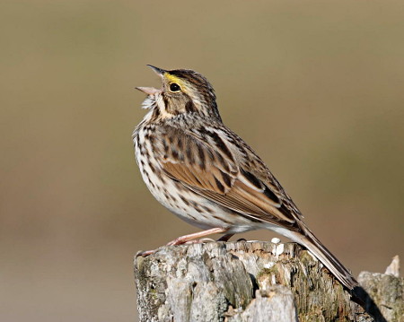 Savannah Sparrow