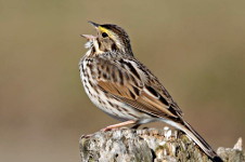 Savannah Sparrow