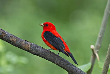 Scarlet Tanager