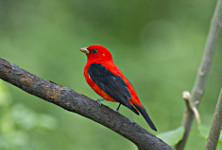 Scarlet Tanager