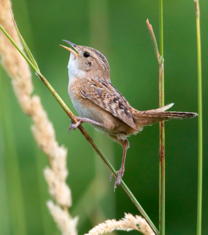 Sedge Wren