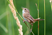 Sedge Wren