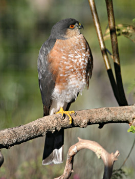 Sharp-shinned Hawk