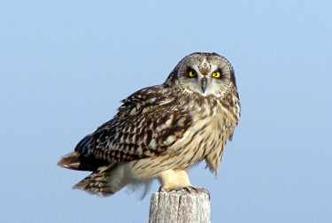 Short-eared Owl