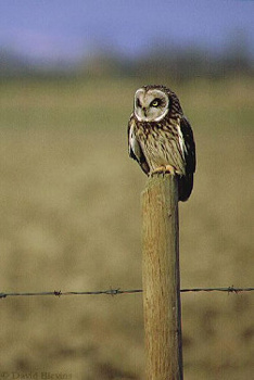 Short-eared Owl