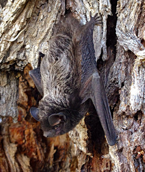 Silver-haired Bat