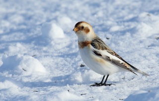 Snow Bunting