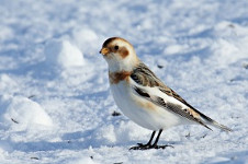 Snow Bunting