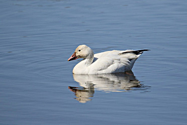 Snow Goose