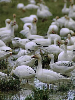 Snow Geese