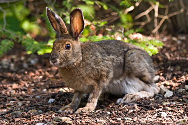 lepus americanus