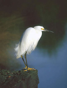 Snowy Egret 