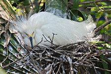 Snowy Egret